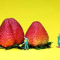 Farmers working around strawberries by Paul Ge