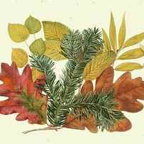 White Oak Balsam Fir & Yellow Birch by Denton