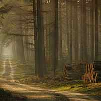 A Forest Walk by Jan Paul Kraaij