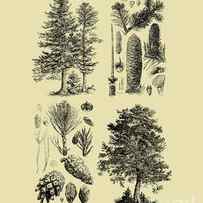 Pine tree diagram by Madame Memento