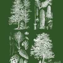 encyclopedic pine tree diagram by Madame Memento