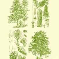 pine tree chart in green by Madame Memento