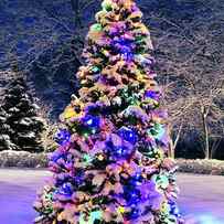 Christmas tree in snow by Elena Elisseeva