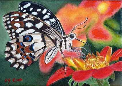 Wall Art - Painting - Butterfly Beauty by Donna Cook