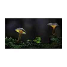 Mushroom autumn lantern Art Print by Dirk Ercken