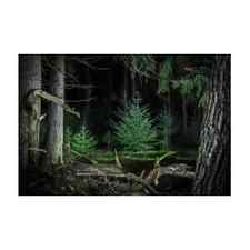Pine Tree Forest At Night Framed Print