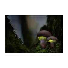 Glowing Mushrooms - Fairy Tale In The Enchanted Forest Art Print by Dirk Ercken