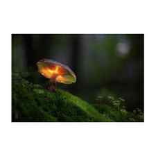 Magical mushroom glowing in the dark autumn forest Art Print by Dirk Ercken