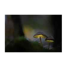 Glowing in the dark forest a fairy tale mushroom Art Print by Dirk Ercken