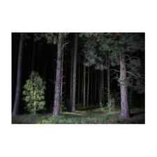 Pine tree forest at night Art Print by Dirk Ercken