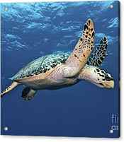 Hawksbill Sea Turtle In Mid-water by Karen Doody