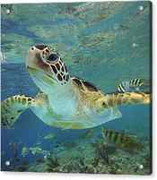 Green Sea Turtle Swimming by Tim Fitzharris