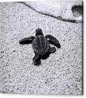 Sea Turtle by Sebastian Musial