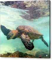Hawaiian Green Sea Turtle by Christopher Johnson
