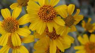 A singular yellow sunflower-type flower