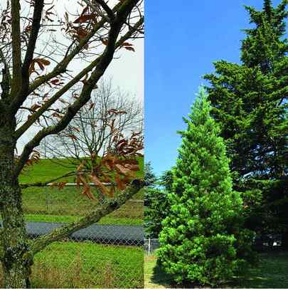 A winter tree comparison of a deciduous oak and an evergreen giant sequoia.