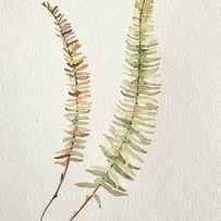 Fall Fern by Luisa Millicent