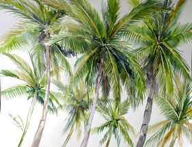 Coconut Palm Trees from The Beach thumb