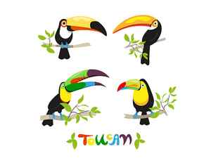 Set of Different Toucans bird graphic design nature parrot stickers toucan tropical birds ukrainian artist
