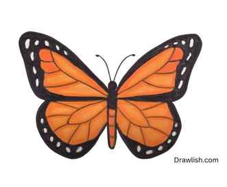 Now Complete The Whole Butterfly With Black Colour