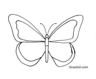 Draw Wing Veins Or Inner Wings