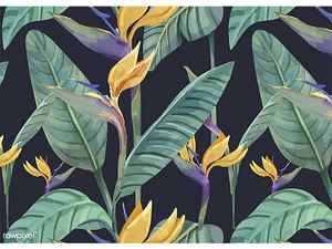 Tropical pattern : Bird of paradise bird of paradise cool flower pattern plant seamless summer tropical vector