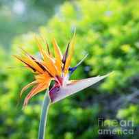 Bird Of Paradise Flower by THP Creative