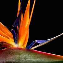 Close-up Of Colorful Strelitzia Flower by Johan Swanepoel