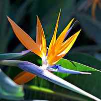 Bird of paradise by James Roemmling
