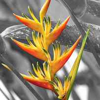 Birds of Costa Rica Paradise Bloom by Betsy Knapp