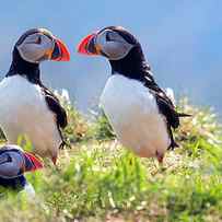 A World of Puffins by Betsy Knapp