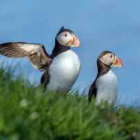 Iceland A World of Puffins by Betsy Knapp