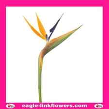 Strelitzia reginae - Bird of Paradise; Crane Flower