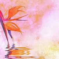 Strelitzia on pink by Delphimages Photo Creations