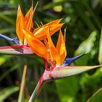 Colorful Of Bird Of Paradise Flower by Ntdanai