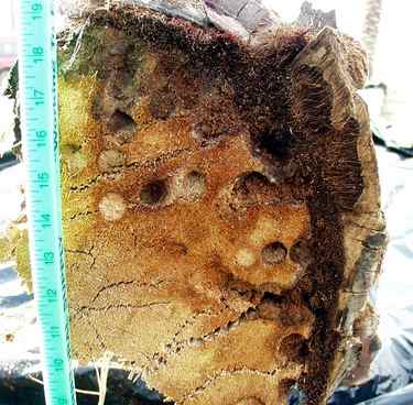 An image of a tree damaged by palm tree borers.