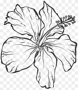 hibiscus illustration, Line art Black and white Drawing, Line drawing flowers, white, leaf, monochrome png thumbnail