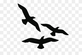 Bird Line Drawing, Gulls, Silhouette, Flight, Beak, Black And White , Seabird, Bird, Gulls, Silhouette png thumbnail