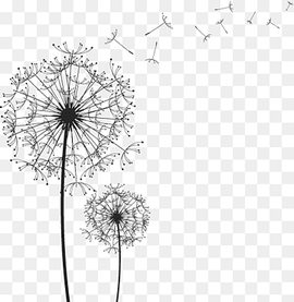 dandelion illustration, Black and white line drawing dandelion, angle, white, presentation png thumbnail