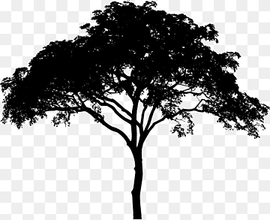 silhouette of tree, Tree Woody plant Black and white Monochrome graphy Branch, tree, leaf, monochrome, wood png thumbnail