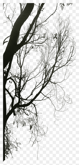Black and white Twig Tree, Trees Silhouette, leaf, animals, tree Branch png thumbnail