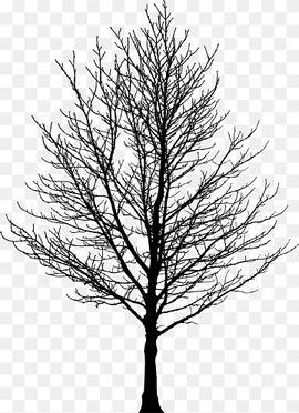 black withered tree art, Tree Forest Sugar maple Drawing, tree silhouette, maple, leaf, branch png thumbnail