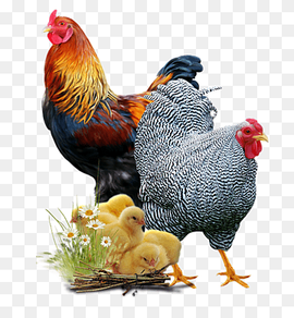 rooster and hen chicken, cock, hen, chick png thumbnail