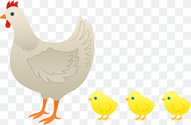 Chicken Hen Kifaranga Rooster, Baby Chick, galliformes, bird, cuteness png thumbnail