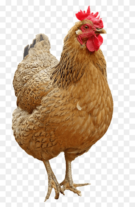 Chicken Icon, Lovely hen, brown rooster, animals, galliformes, bird png thumbnail