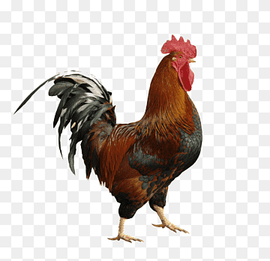 Bird, Chicken, Rooster, Broiler, Gamecock, Gallic Rooster, Cockfight, Painting, Chicken, Rooster, Broiler png thumbnail