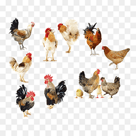 hens and roosters, Rooster Chicken Broiler Egg, Chicken album, album, food, animals png thumbnail