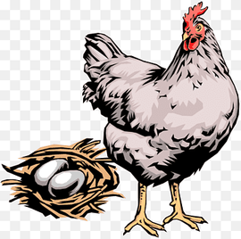 Chicken Egg Hen Rooster, chicken, animals, galliformes, chicken png thumbnail