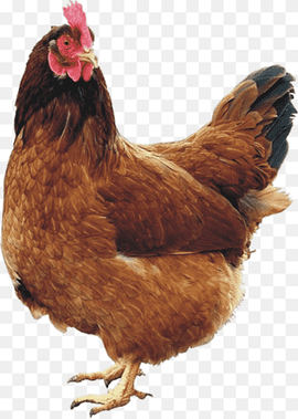 Chicken coop Rooster Hen, chicken, food, animals, chicken png thumbnail