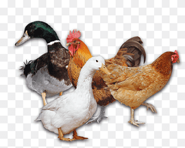 Mallard duck and hen chicken, Duck Chicken Poultry Rooster, chicken, animals, chicken Meat, galliformes png thumbnail